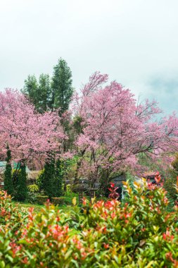 Wild Himalayan Cherry in Khun Wang royal project, Thailand.