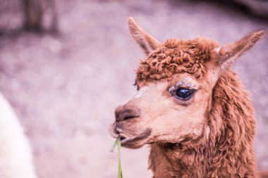 Tayland 'da Brown Alpaca Vicugna paketleri.