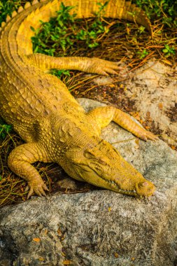 Albino Siyam Timsahı veya Tayland Timsahı, Tayland.