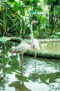 Tayland 'da daha büyük flamingo.
