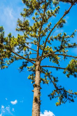 Mavi gökyüzü olan çam ağacı, Tayland.