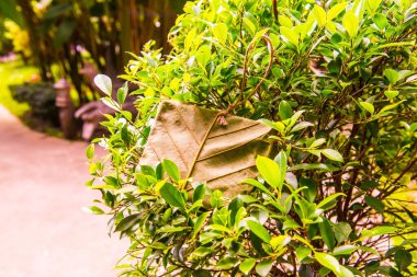 Tik yaprağı paketi ve yeşil bitki, Tayland.