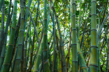 Bangkok 'taki yeşil bambuların arka planı.