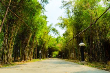 Bangkok 'taki bir halk parkında yeşil bambuların arka planı.
