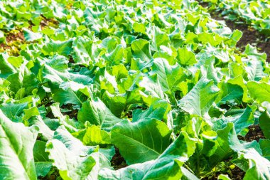 Sebze bahçesinde yeşil Çin lahanası, Tayland.