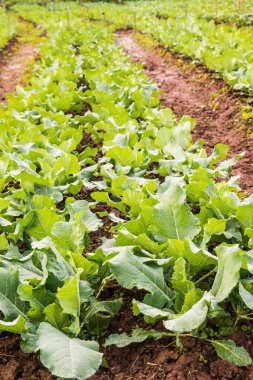 Sebze bahçesinde yeşil Çin lahanası, Tayland.