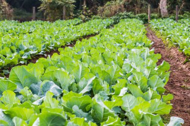 Sebze bahçesinde yeşil Çin lahanası, Tayland.