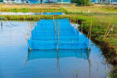 Tayland 'da balık kafesleri.