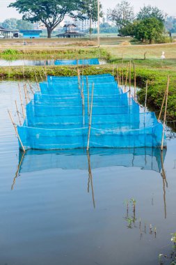 Tayland 'da balık kafesleri.
