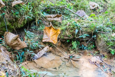 Doi Phu Nang Ulusal Parkı 'nda kurumuş yapraklı bataklık suyu, Tayland.