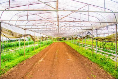 Tayland, Dağ 'da fidanlık.