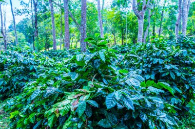 Tayland 'da bir kahve çiftliği..