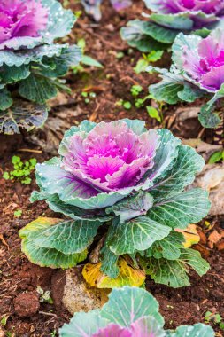 Tayland 'da, parkta süslü lahana..