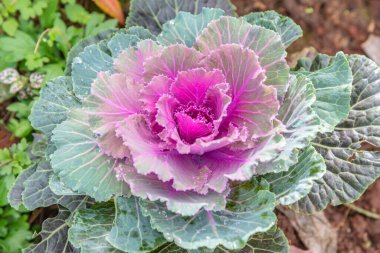 Tayland 'da, parkta süslü lahana..