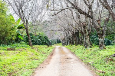 Chiangmai, Tayland 'da kiraz çiçeği parkı..
