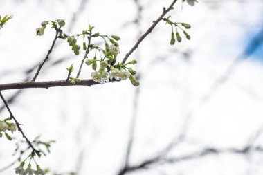 Kiraz Çiçeklerinin Kapanışı, Tayland.