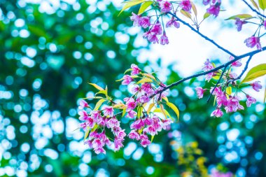 Tayland 'da Pembe Sakura Çiçekleri.