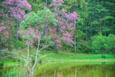 Tayland 'da Pembe Sakura Çiçekleri.