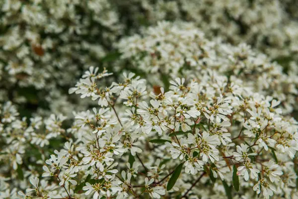 Picture of Small White Flowers In A Bunch — Free Stock Photo