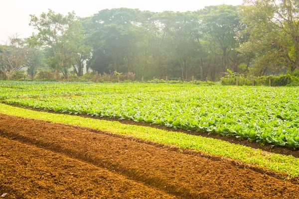 stock image Green Chinese kale in vegetable garden, Thailand.