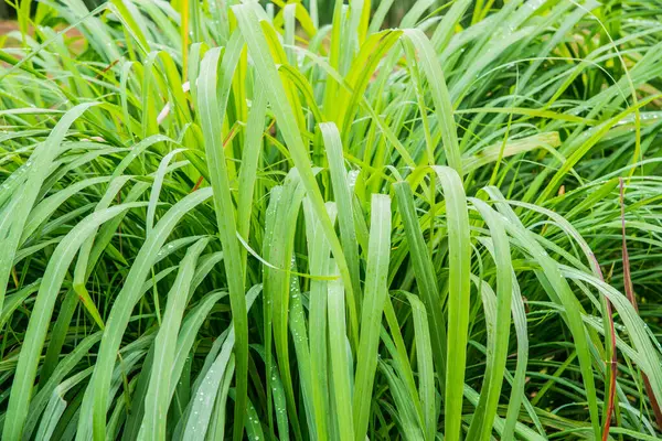 Vetiver Çimeni, Tayland.