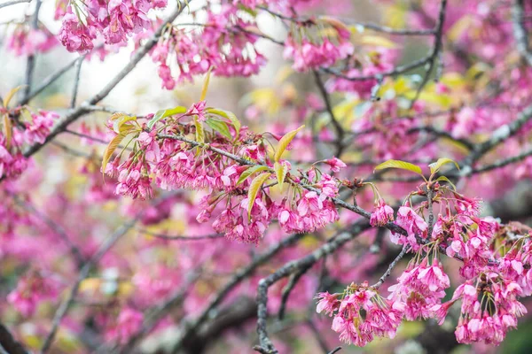 Tayland 'da Pembe Sakura Çiçekleri.