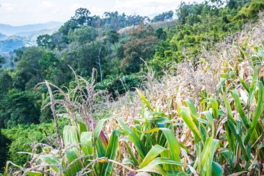 Tayland 'ın Chiangrai ilindeki mısır bitkisi ile dağ manzarası.