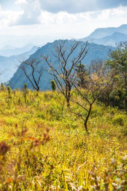 Chiangrai, Tayland 'daki Phu Chi Fa Dağı manzarası.