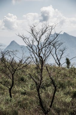 Chiangrai, Tayland 'daki Phu Chi Fa Dağı manzarası.