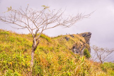 Chiangrai, Tayland 'daki Phu Chi Fa Dağı manzarası.