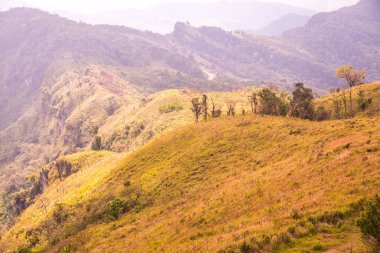 Chiangrai, Tayland 'daki Phu Chi Fa Dağı manzarası.