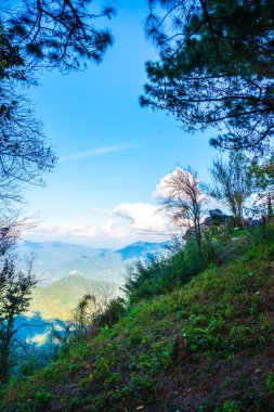 Tayland 'ın Chiangrai ilindeki Doi Pha Tang Dağı manzarası.