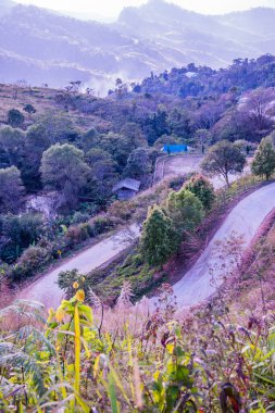 Chiangrai, Tayland 'da Doi Pha Tang yolu..