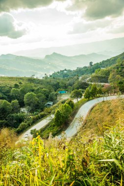 Chiangrai, Tayland 'da Doi Pha Tang yolu..