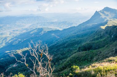 Tayland 'ın Chiangrai ilindeki Doi Pha Tang Dağı manzarası.