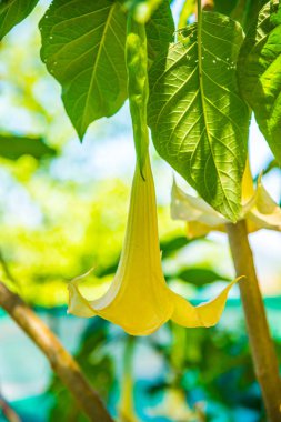 Datura çiçekleri ağaçta, Tayland.