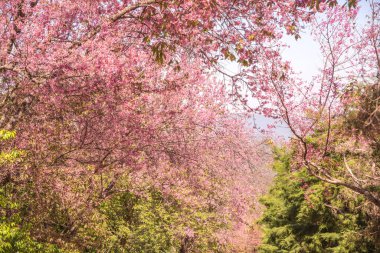 Mavi gökyüzü olan kiraz ağaçları, Tayland.