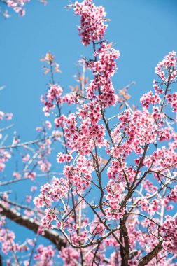 Mavi gökyüzü olan kiraz ağaçları, Tayland.
