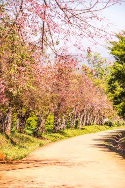 Kiraz çiçeği parkı, Tayland.