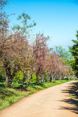 Chiangmai, Tayland 'da kiraz çiçeği parkı..