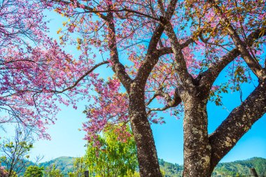 Kiraz ağacı, Tayland..