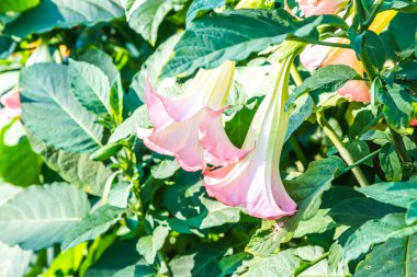 Datura çiçekleri ağaçta, Tayland.