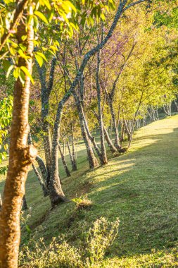 Chiangmai, Tayland 'da kiraz çiçeği parkı..