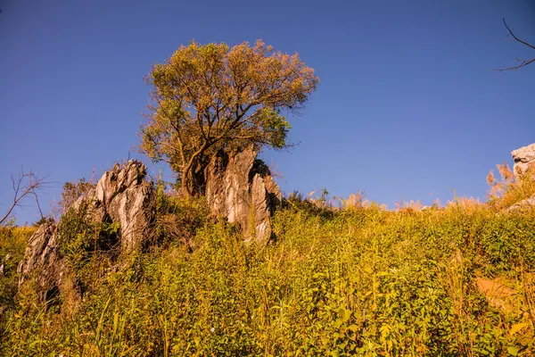 Tayland 'ın Chiangrai ilindeki Doi Pha Tang Dağı manzarası.