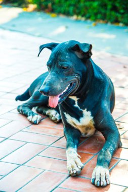 Tayland 'da yerde siyah bir köpek var..