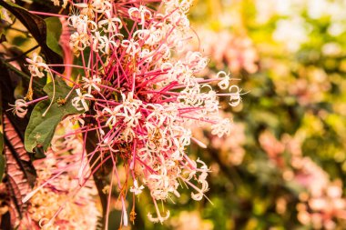 Park, Tayland 'da pembe çiçekler.