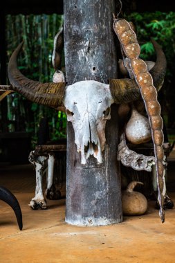 Baan Barajı müzesinde bufalo kafatası, Tayland.