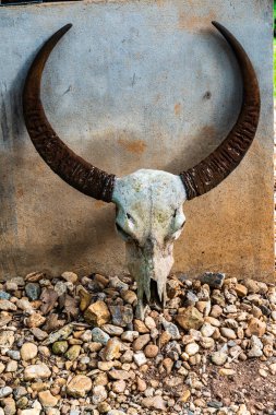 Baan Barajı müzesinde bufalo kafatası, Tayland.