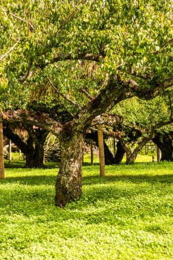 Angkhang, Tayland Kraliyet Tarım İstasyonunda Japon Kayısı Ağaçları.