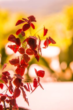 Yeşil arka planlı kırmızı yapraklar, Tayland.